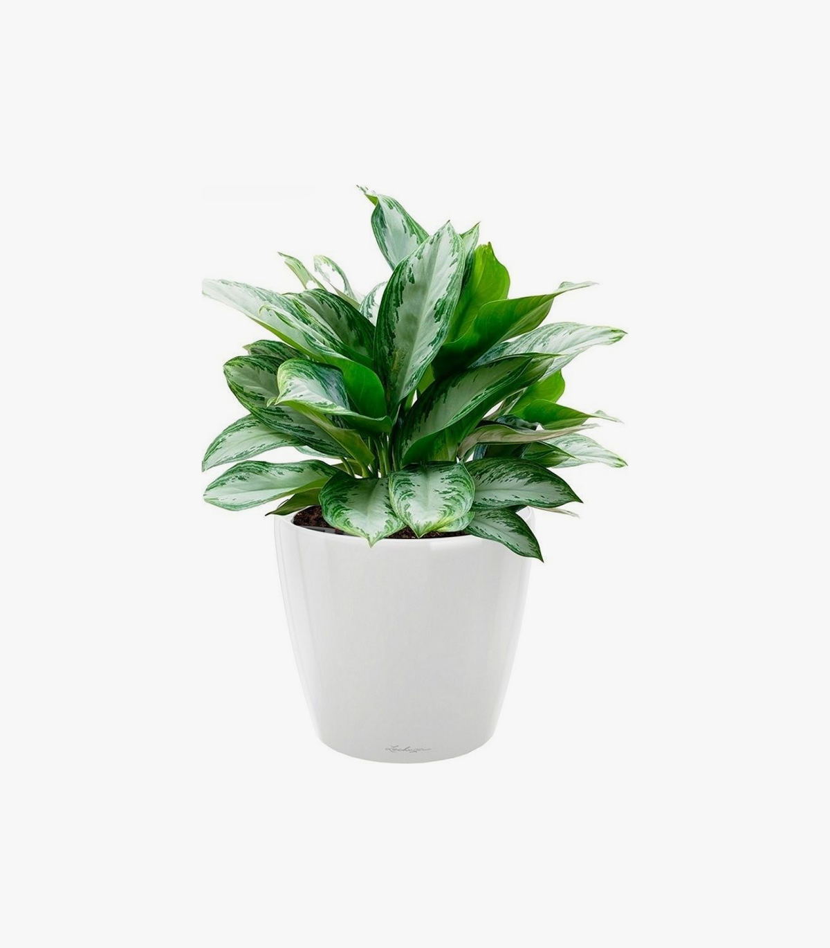 New Plant type