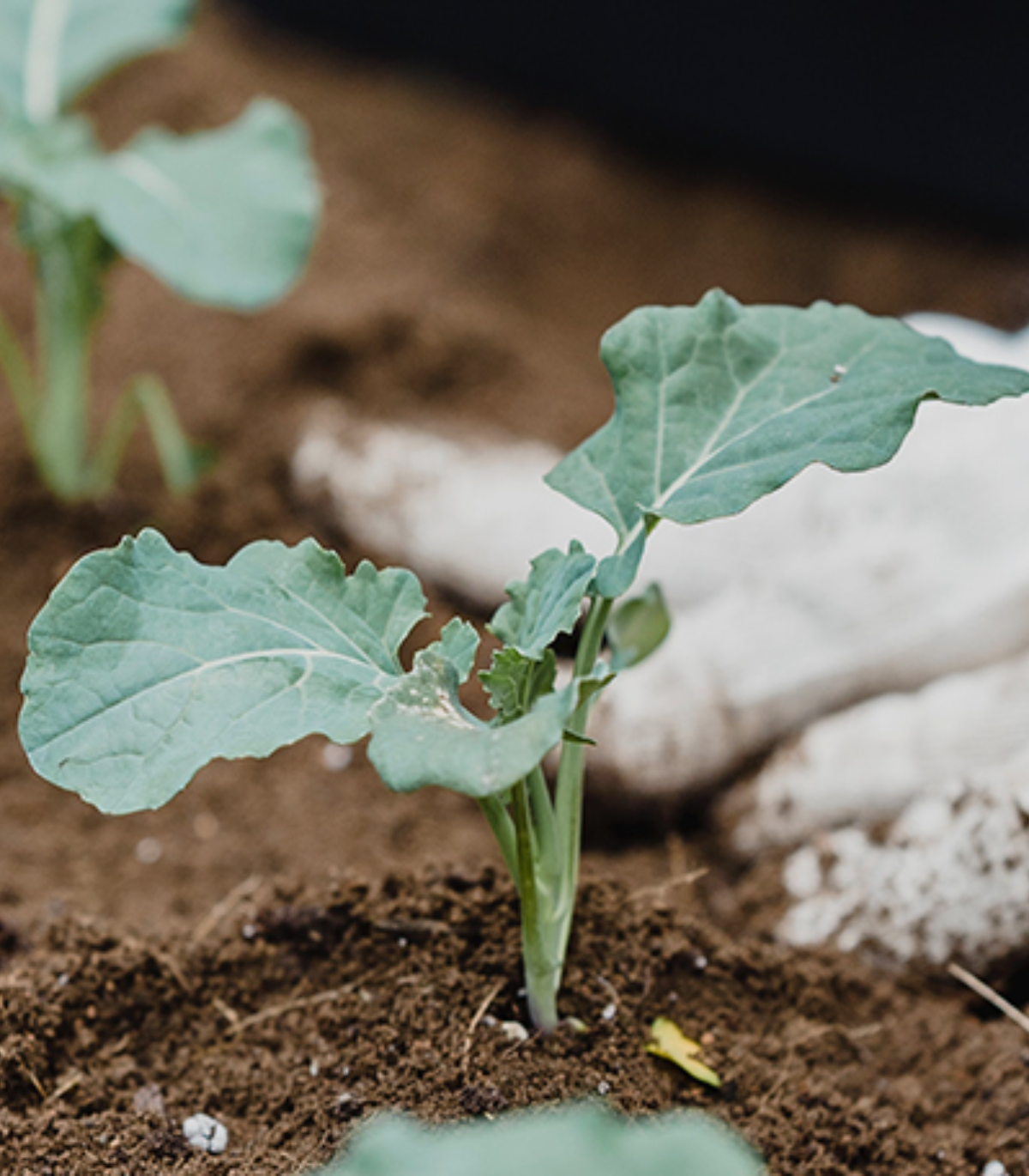 Syngonium Pink Plant