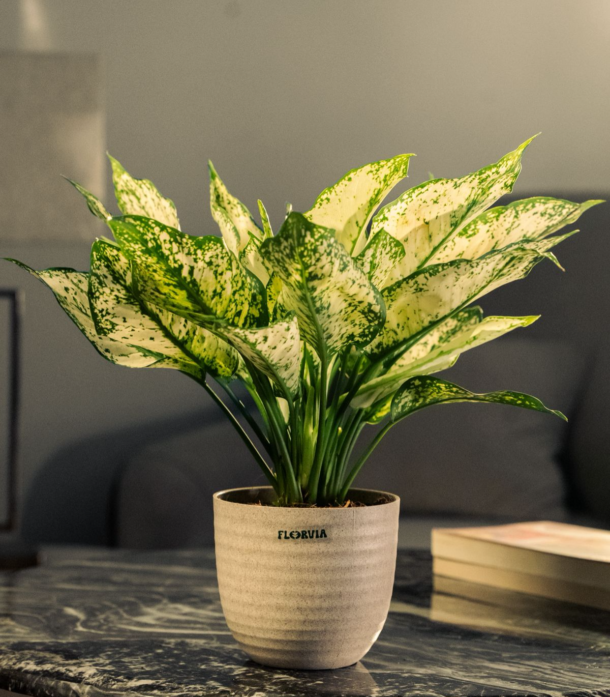 aglonaema snow white